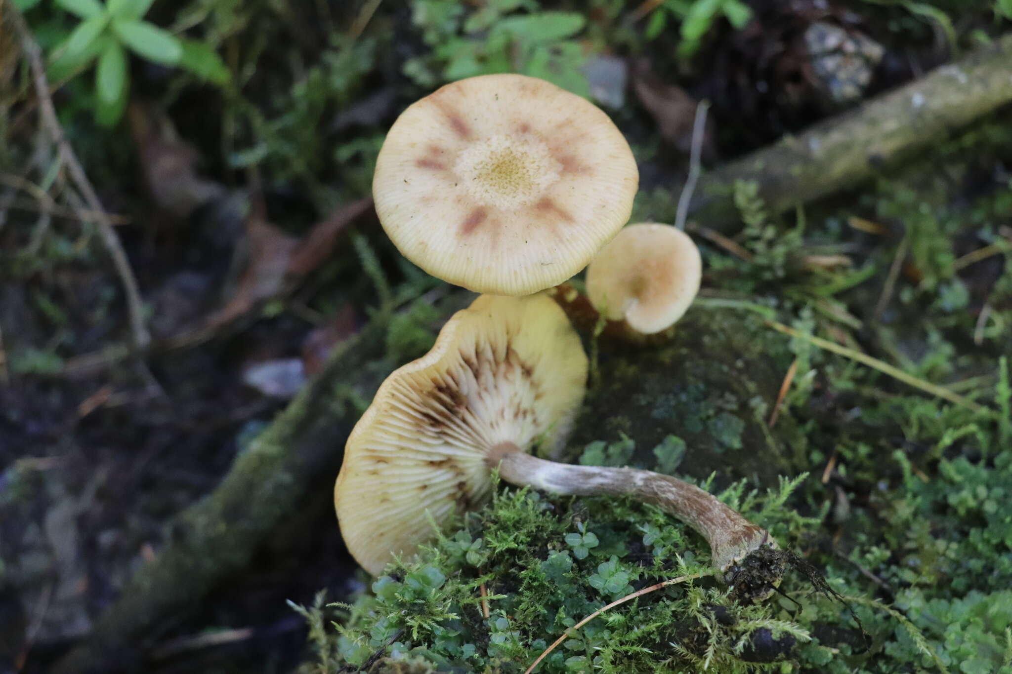 Imagem de Armillaria cepistipes Velen. 1920