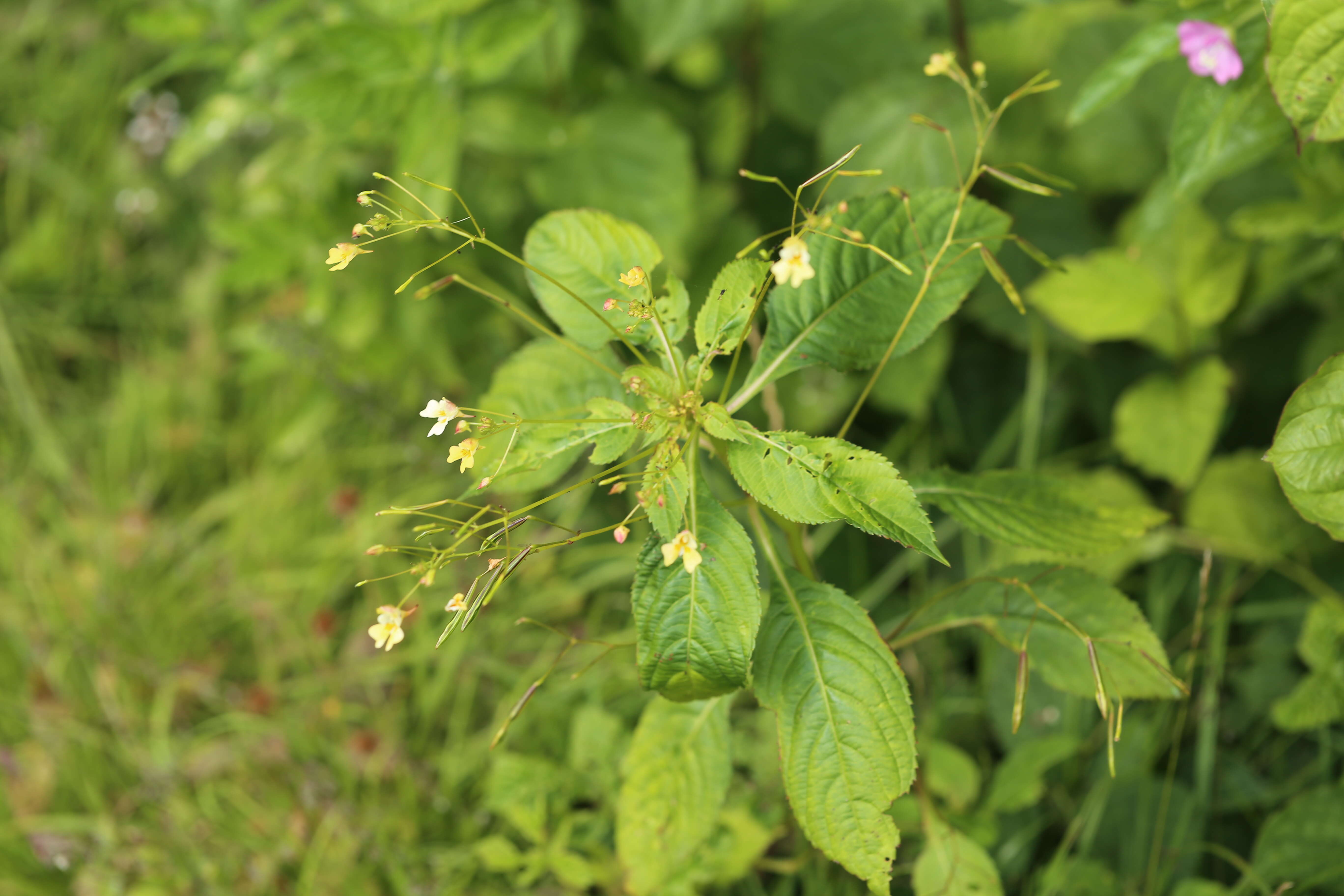 Image of small balsam