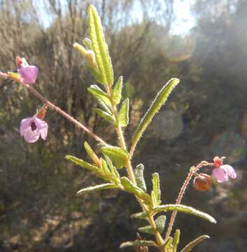 Image of Thomasia petalocalyx F. Müll.