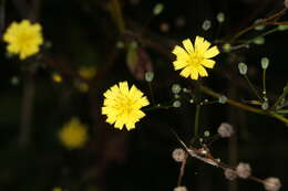 Image of nipplewort