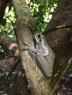 Image of Vermiculated Tree Frog