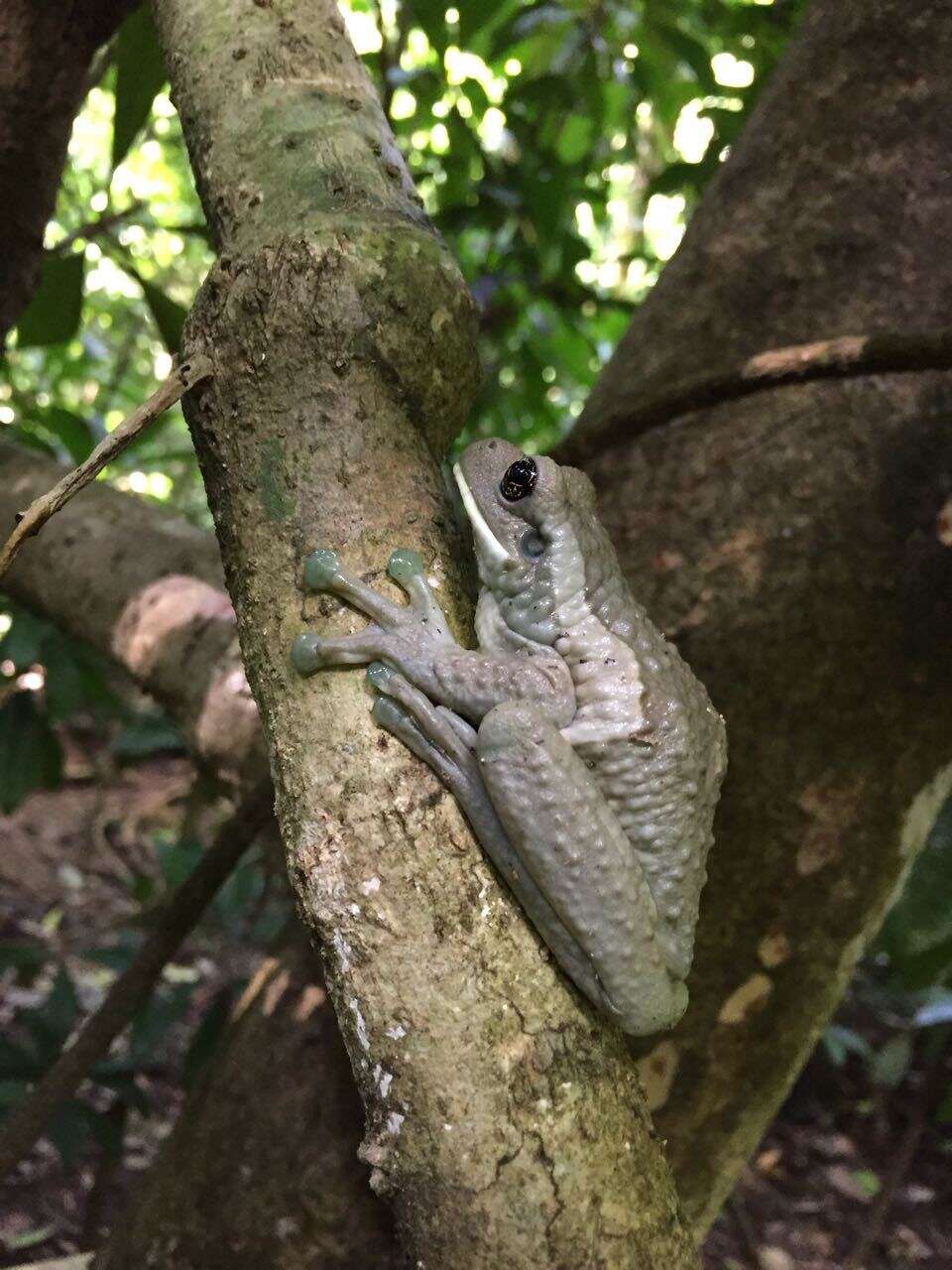 Image of Vermiculated Tree Frog
