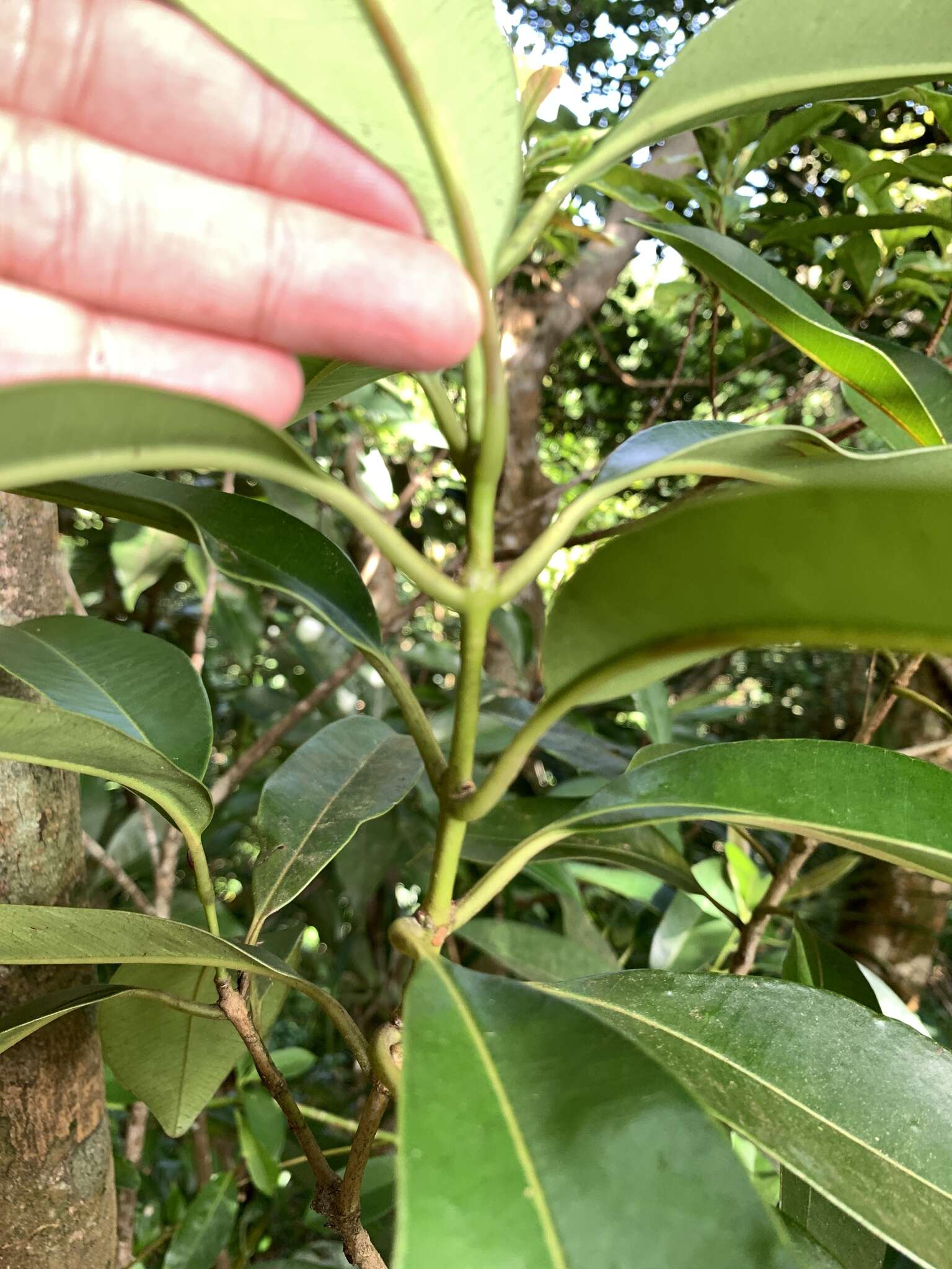 Image of Syzygium densinervium var. insulare Chang