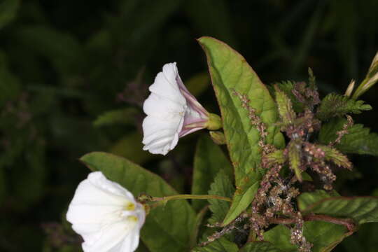 Image of Field Bindweed