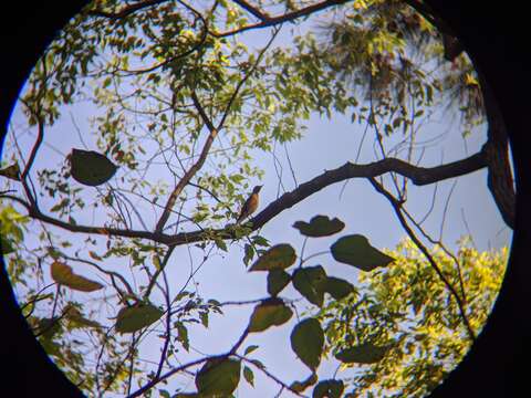 Imagem de Turdus chrysolaus Temminck 1832