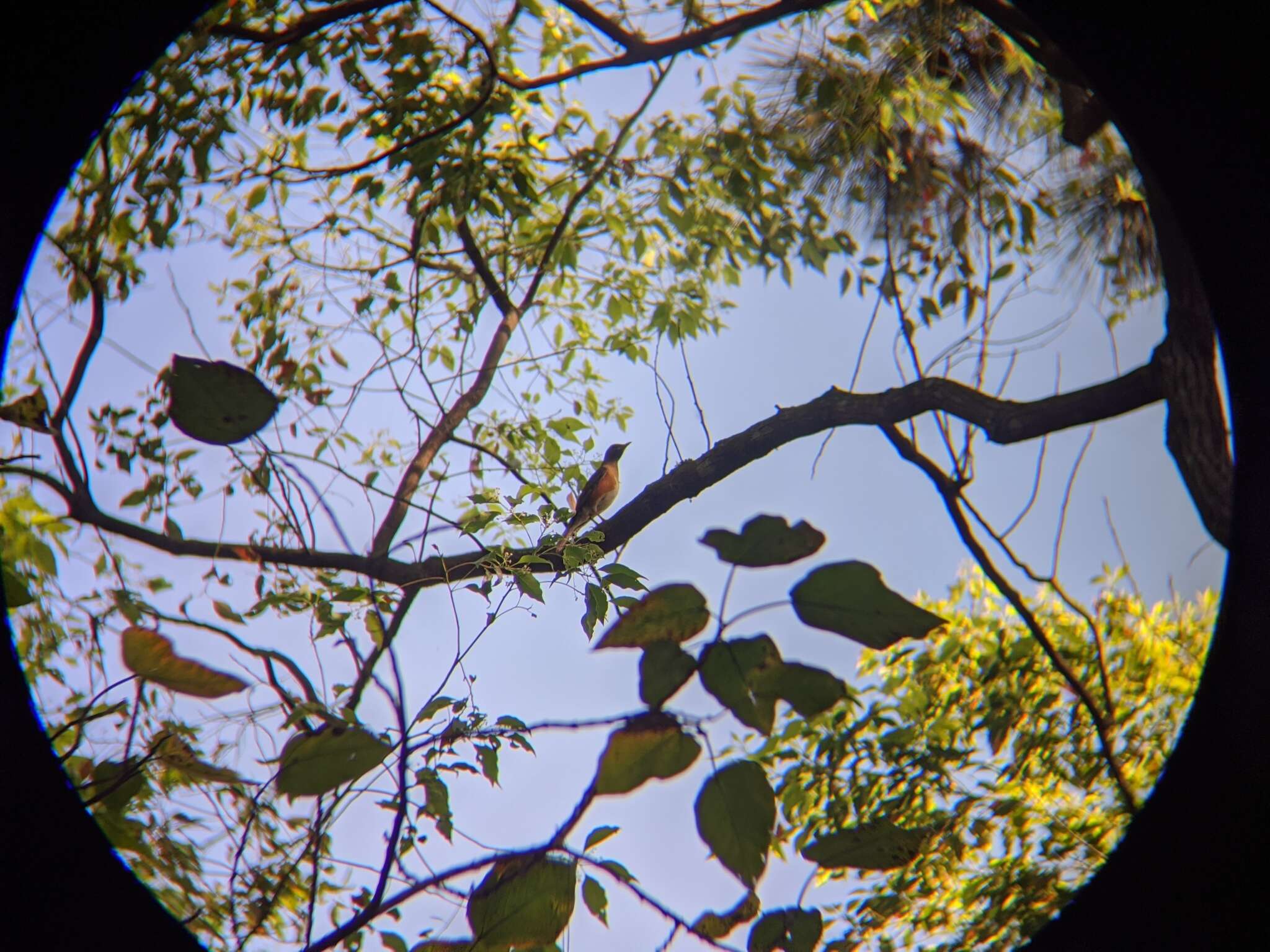 Image of Brown-headed Thrush