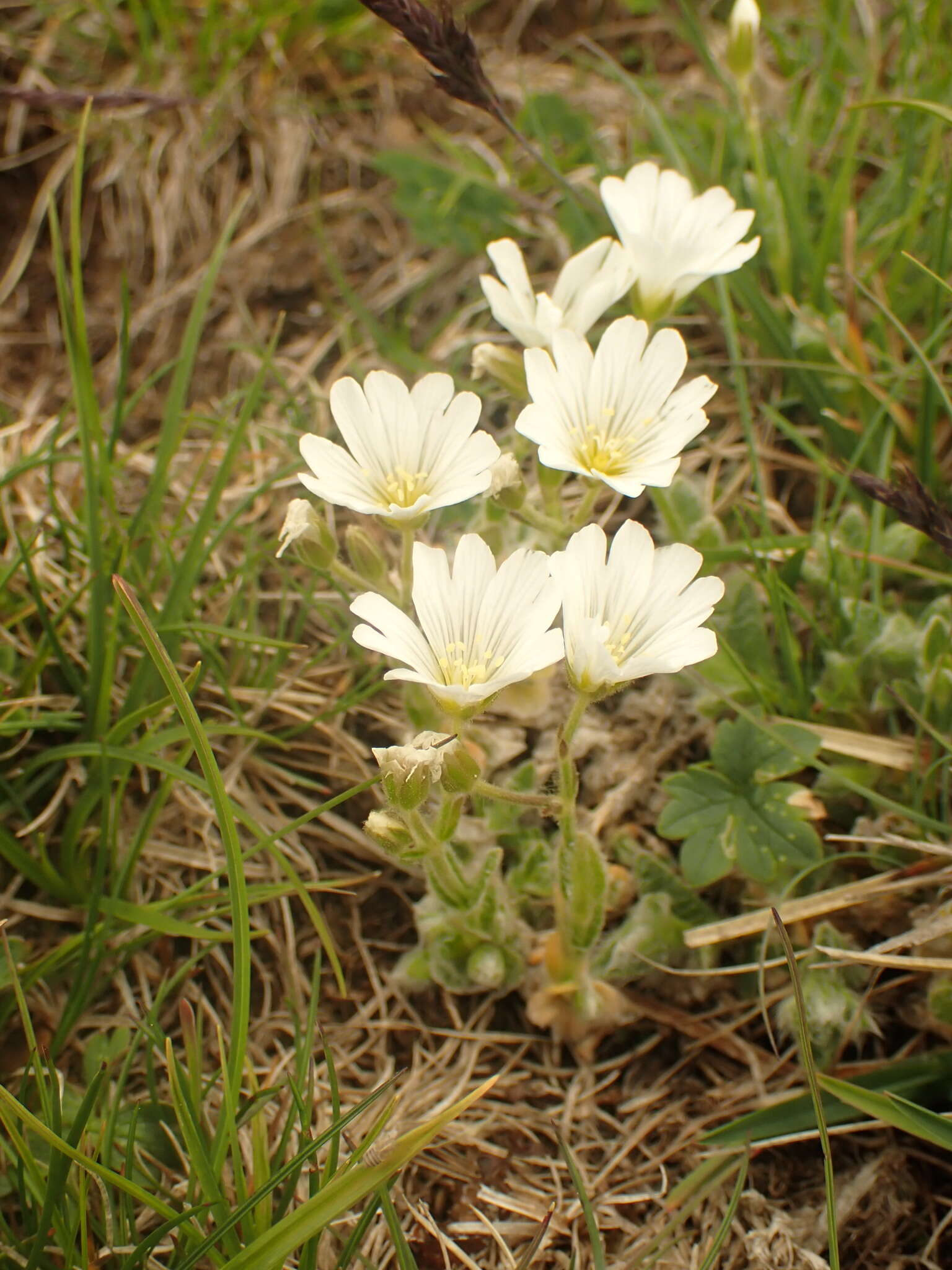 Слика од Cerastium eriophorum Kit.