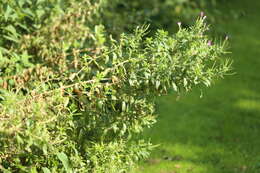 Слика од Epilobium hirsutum L.