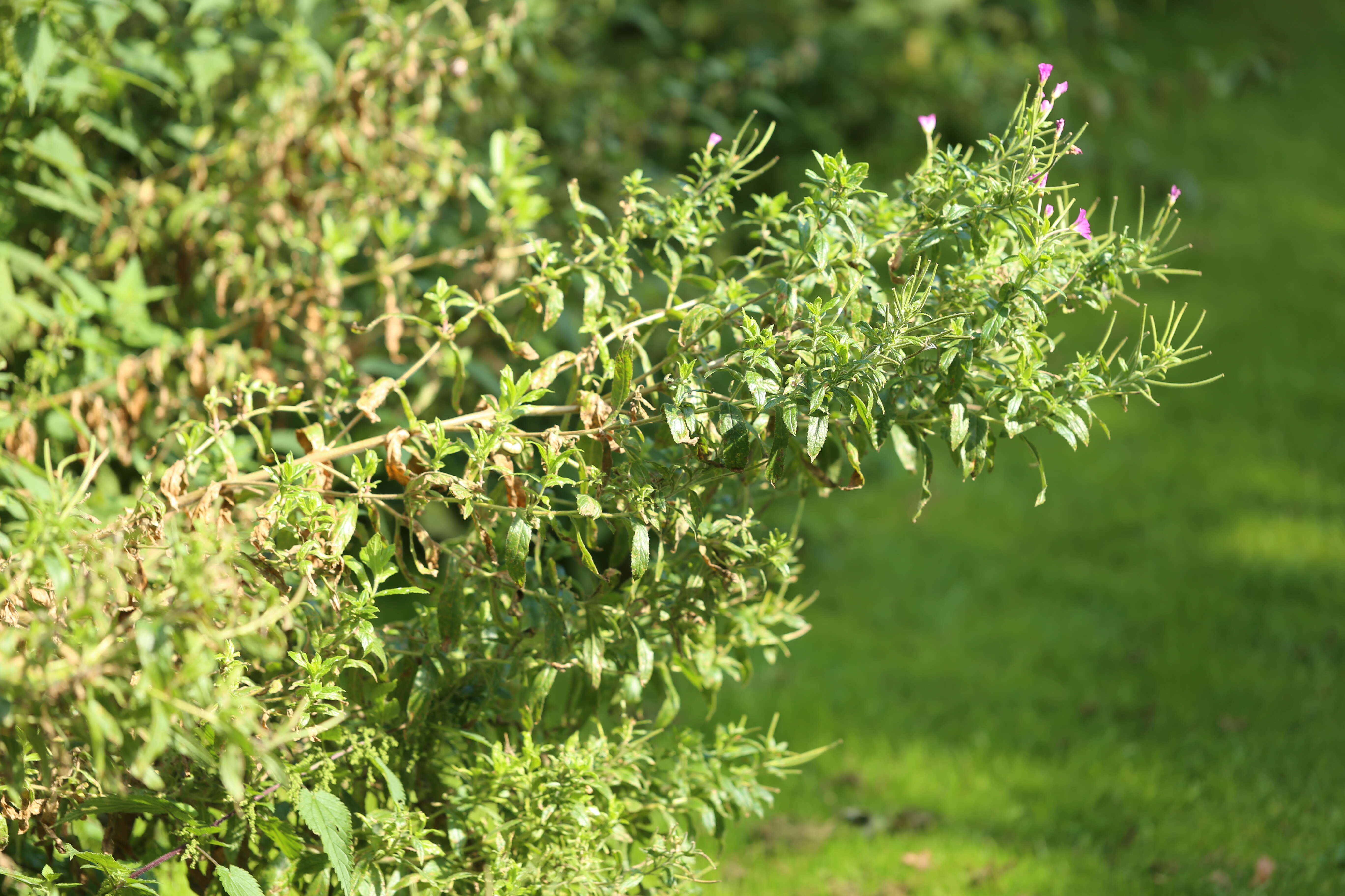 Слика од Epilobium hirsutum L.