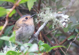 Image of Ochre-faced Tody-Flycatcher