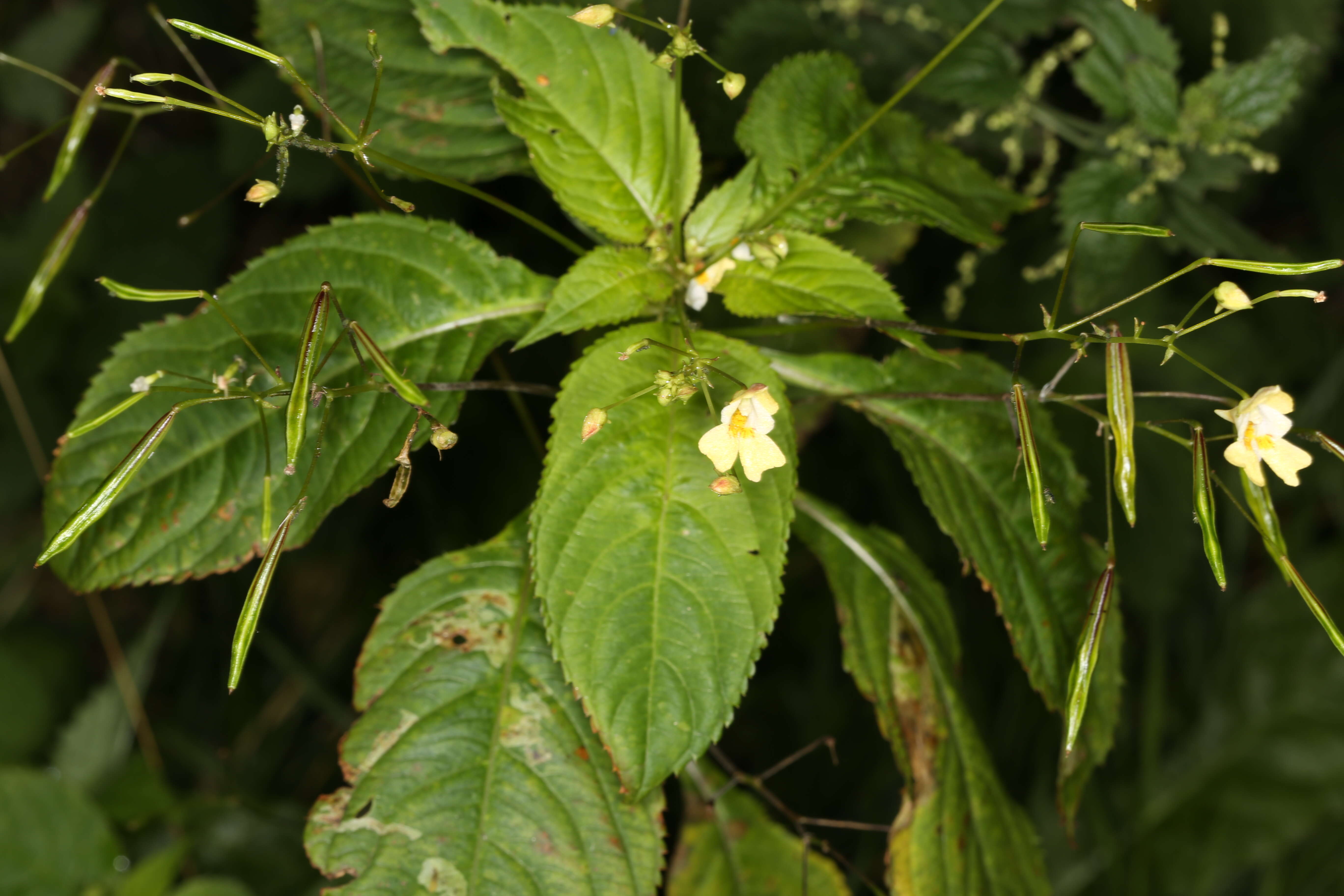 Image of small balsam