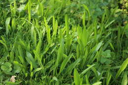 Image of Ribwort Plantain