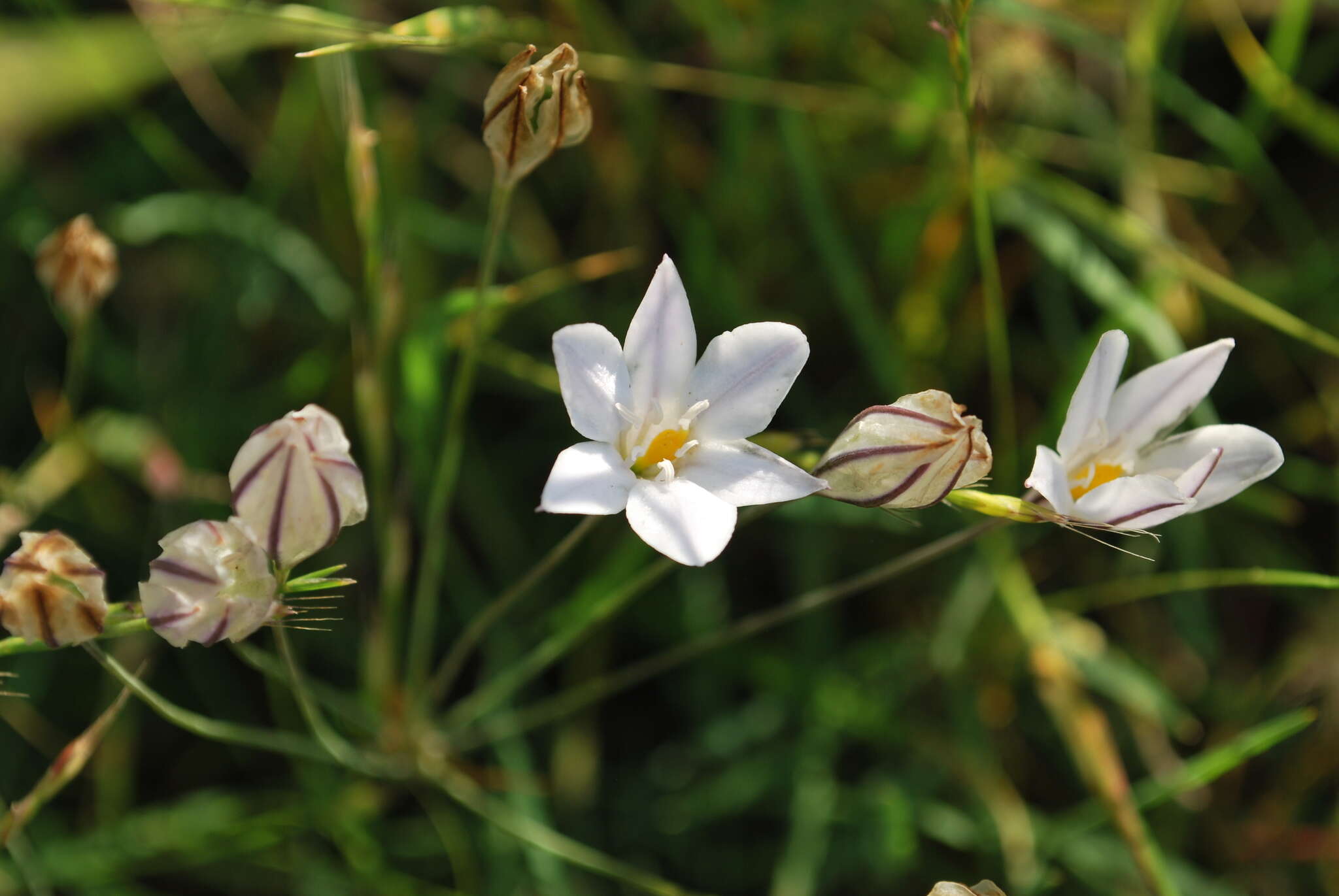 Image of long-ray brodiaea