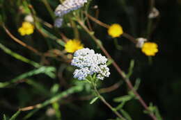 Image of yarrow, milfoil