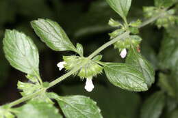 Image of wild basil