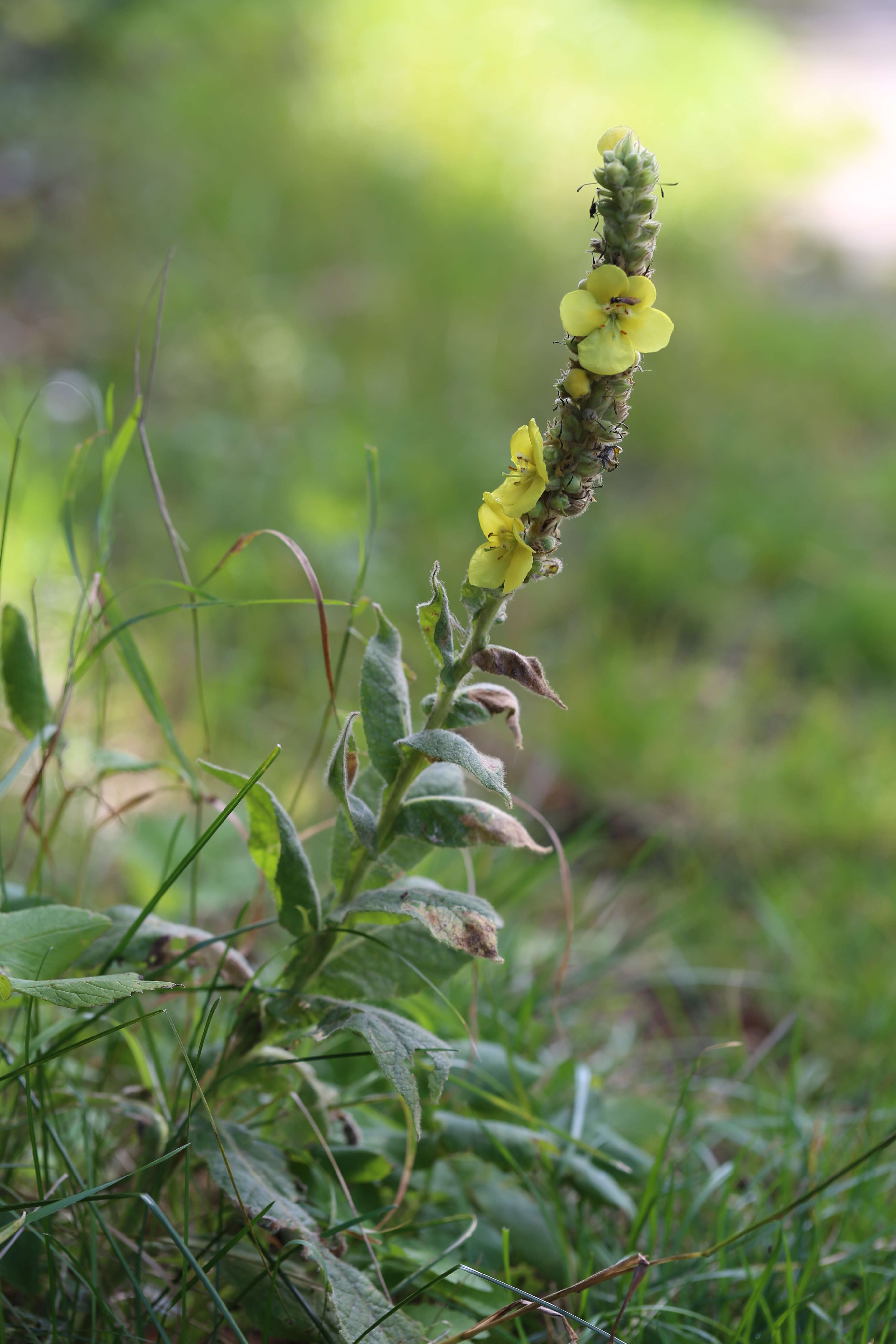 Image of Great Mullein