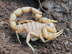 Image of Common yellow scorpion