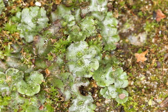 Image of common liverwort