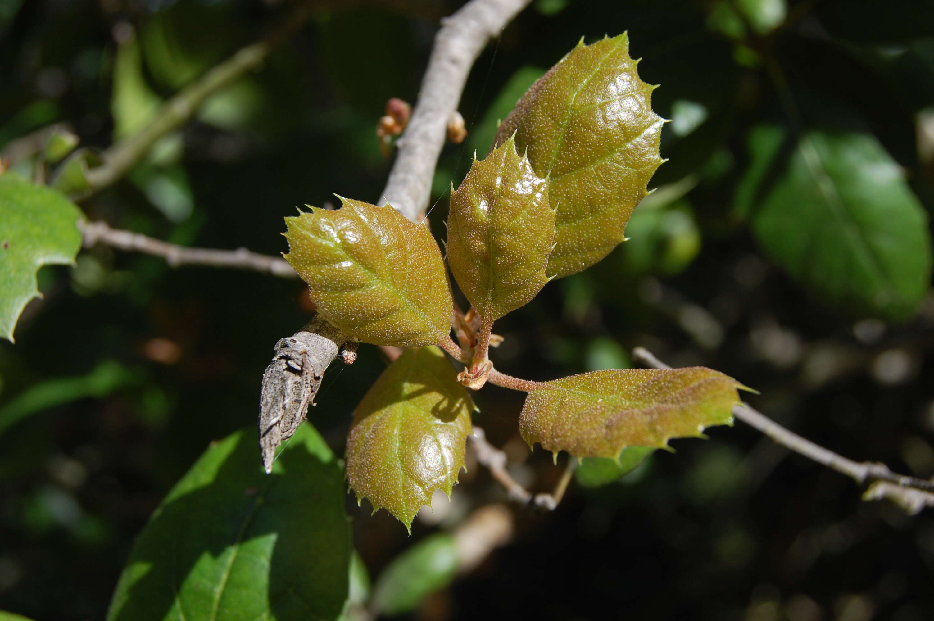 Image of California Live Oak