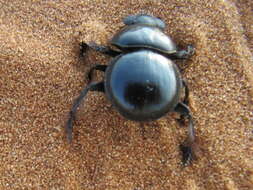 صورة Pachysoma rotundigena Felsche 1907