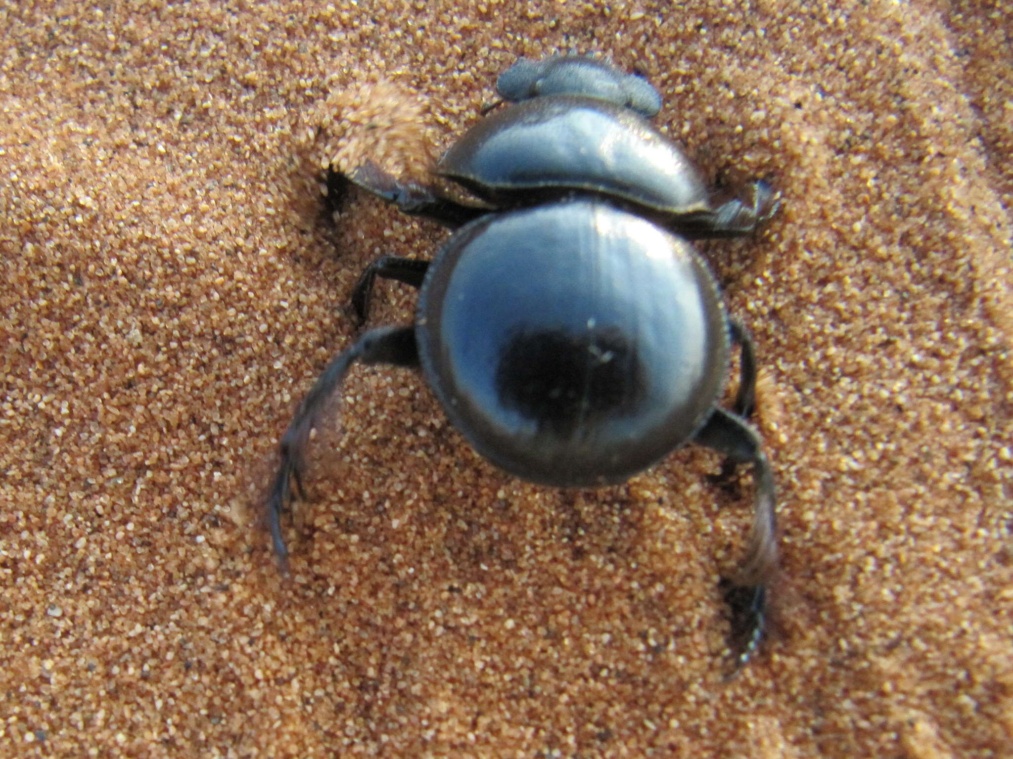 Image of Pachysoma rotundigena Felsche 1907