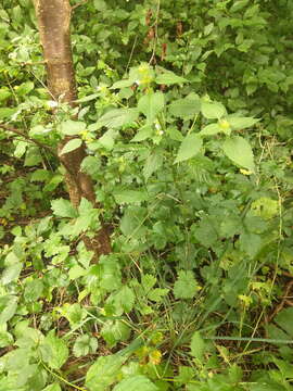 Image of Common hemp nettle