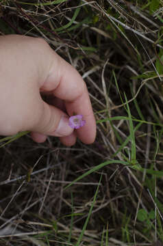 Image of Agalinis communis (Cham. & Schltdl.) W. G. D' Arcy