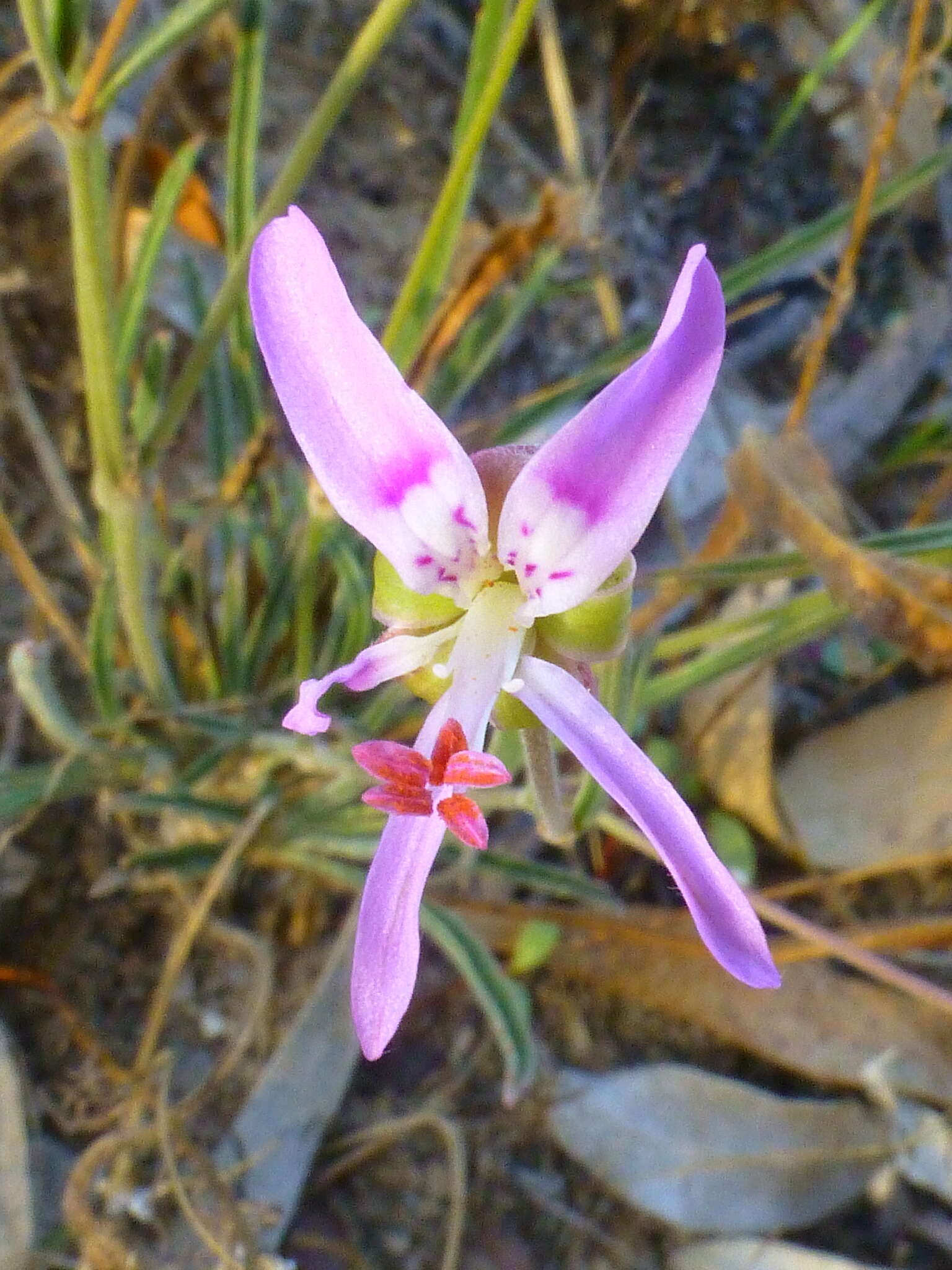 Image of Pelargonium coronopifolium Jacq.