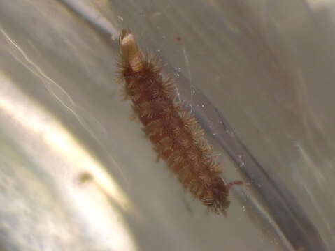 Image of bristly millipede