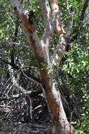 Image of Florida poisontree