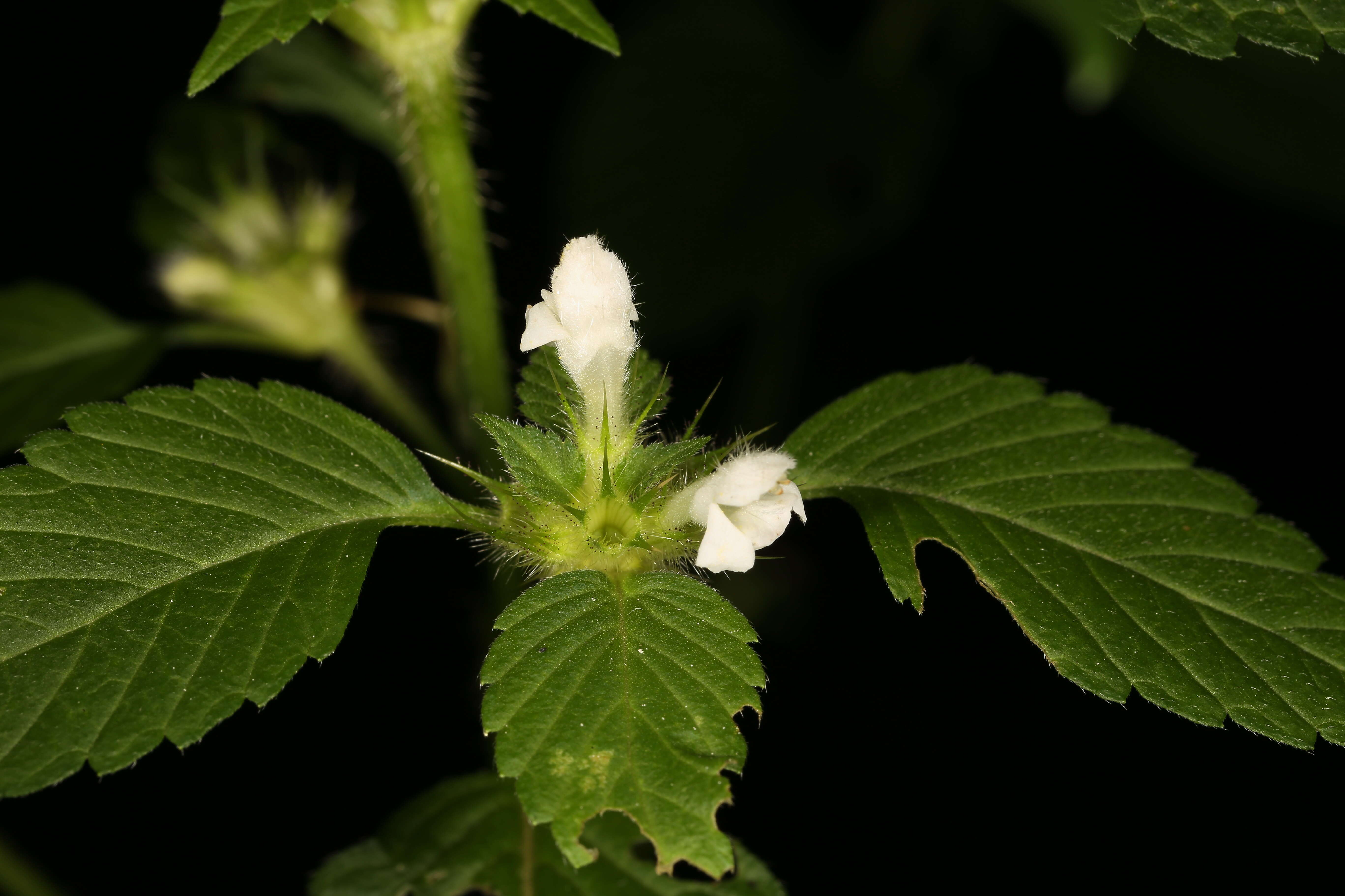 Image of Common hemp nettle