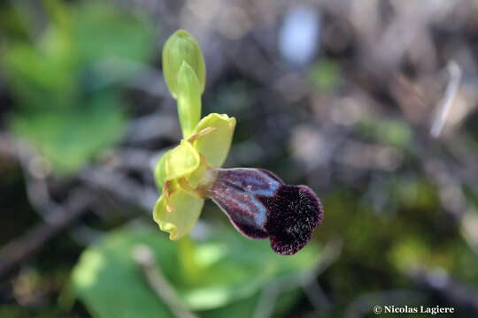 Image of Ophrys omegaifera var. basilissa (C. Alibertis, A. Alibertis & H. R. Reinhard) Faurh.