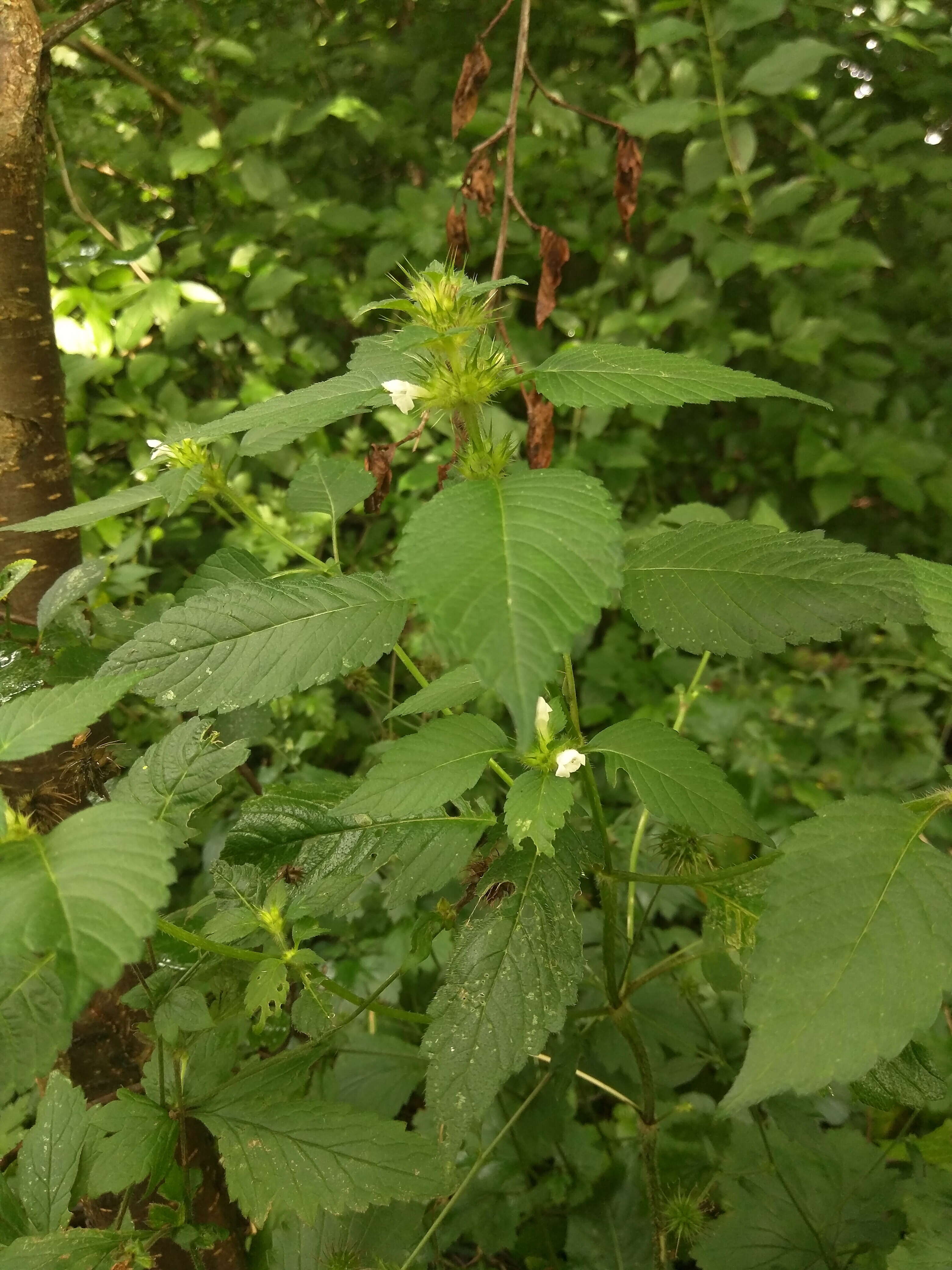 Image of Common hemp nettle