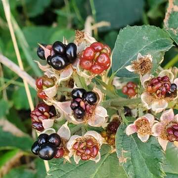 Image of Rubus corylifolius