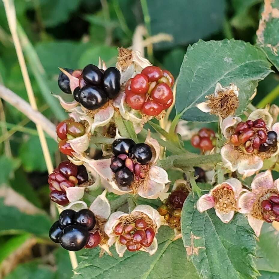 Imagem de Rubus corylifolius