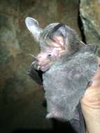 Image of greater round-eared bat