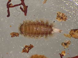 Image of bristly millipede