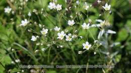 Image of Eremogone juncea (M. Bieb.) Fenzl