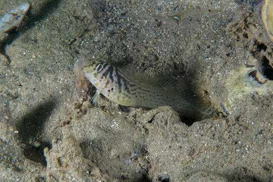 Image of Oyster Blenny