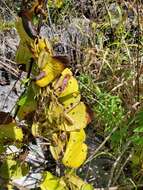 Image of Dioscorea sambiranensis subsp. sambiranensis