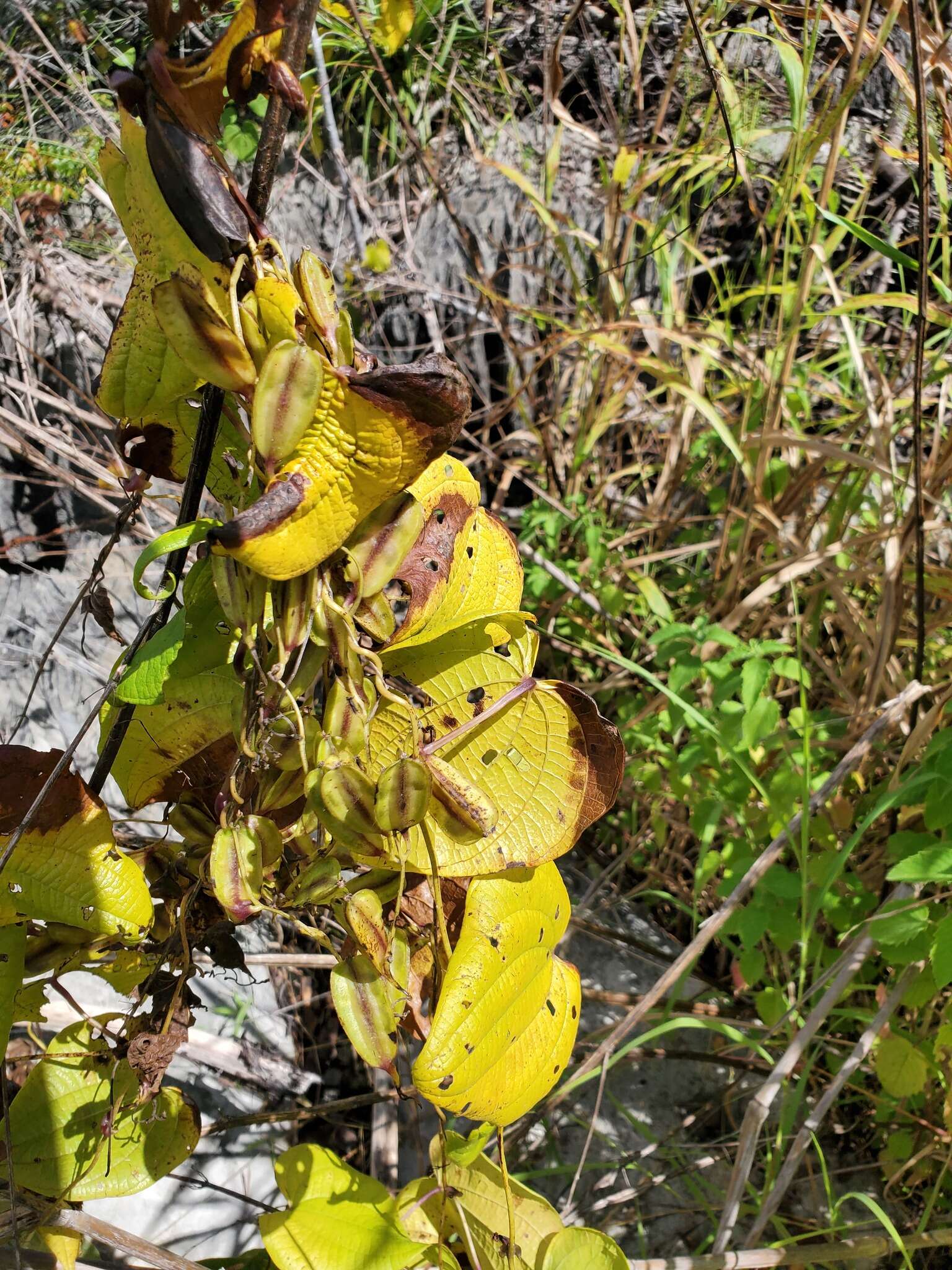 Image of Dioscorea sambiranensis subsp. sambiranensis