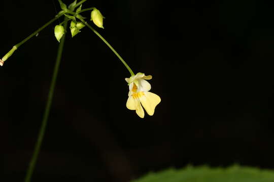 Image of small balsam