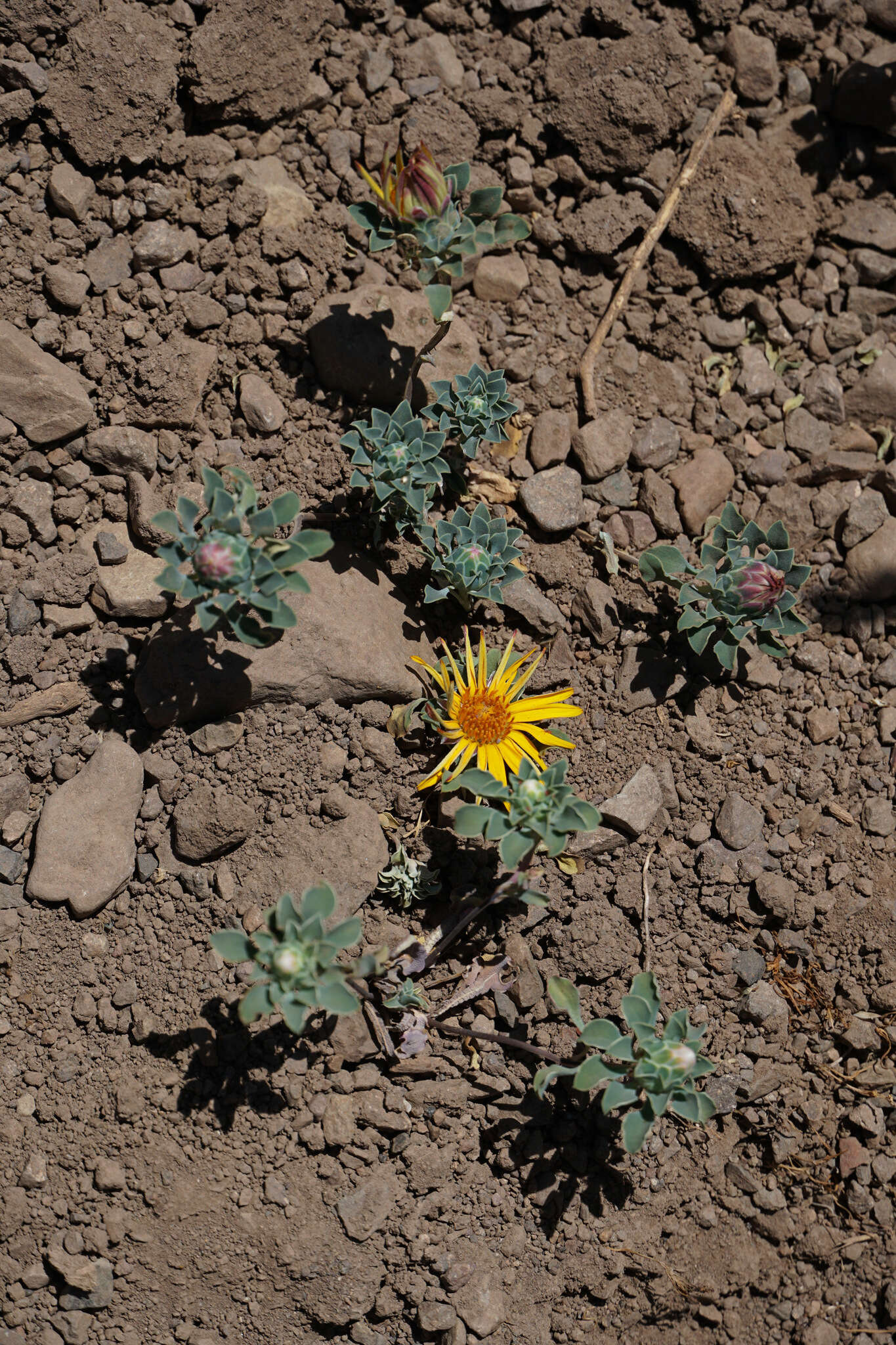 Image de Chaetanthera glabrata (DC.) Fr. Meigen