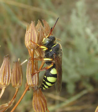 Image of Sphecius antennatus (Klug 1845)