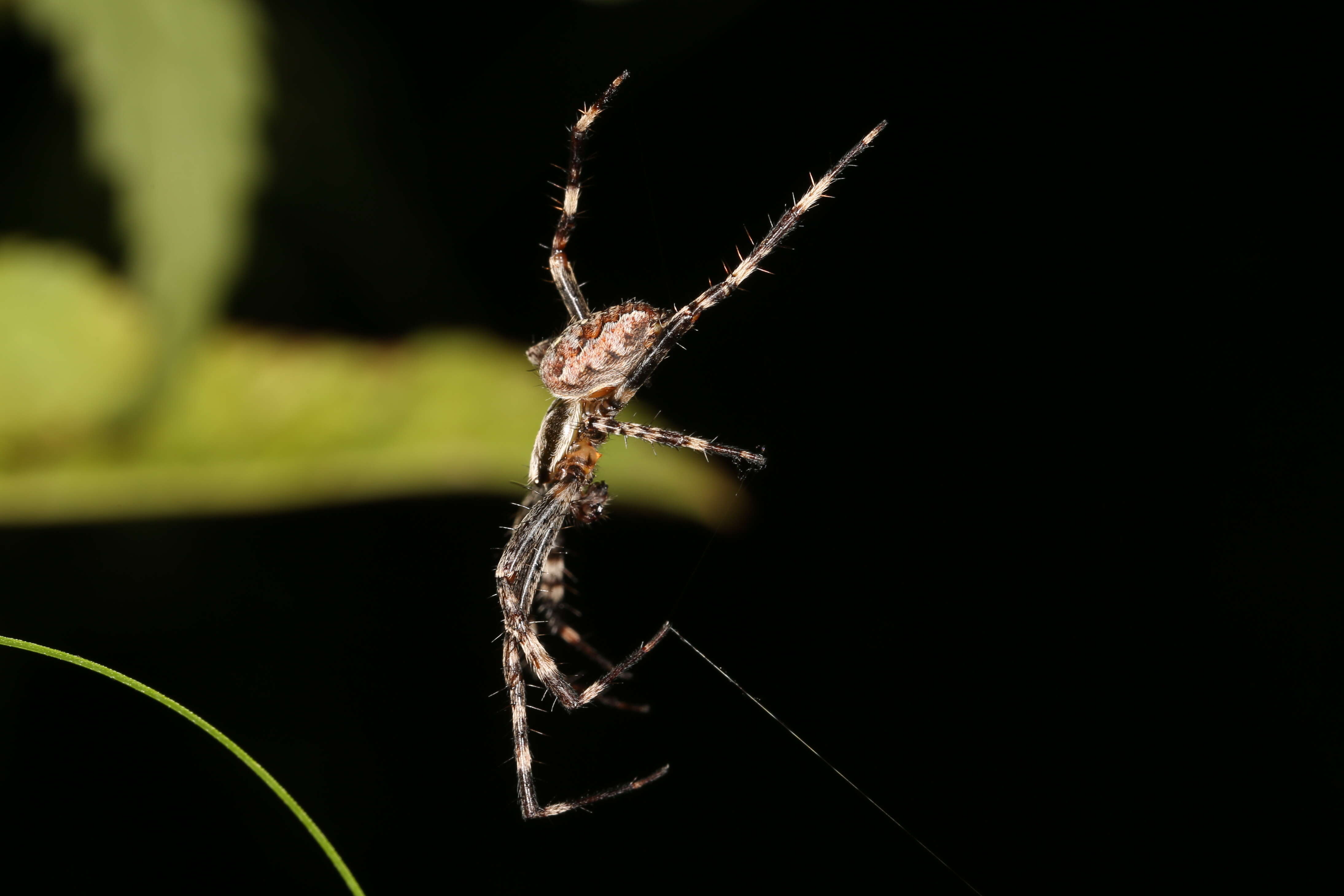 Image of Garden spider