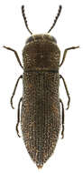 Imagem de Acmaeoderella adspersula (Illiger 1803)