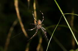 Image of Garden spider