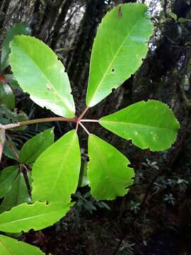 Image of shrub panax