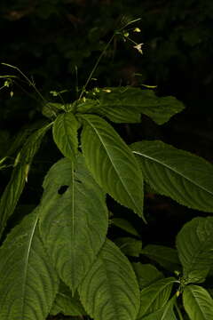 Image of small balsam