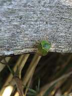 Image of Buffalo treehopper